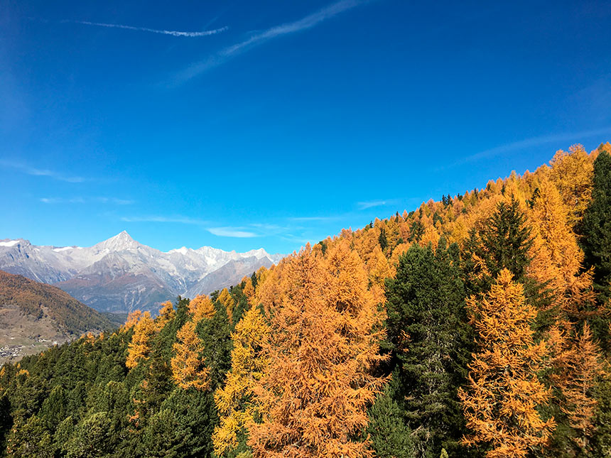 Wald oberhalb der Bärgji-Alp