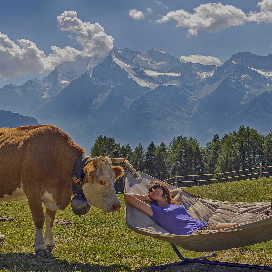 Kuh auf der Hannigalp steht bei Frau auf der Hängematte